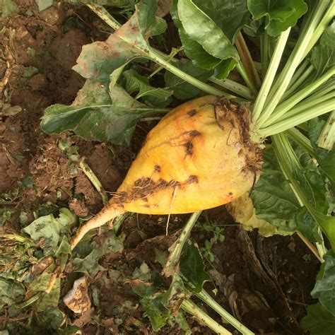 Successful Foray Into Fodder Beet For East Lothian Farmer LG Seeds