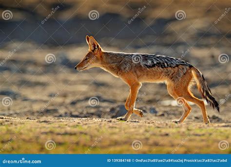 Jackal And Evening Sunlight Black Backed Jackal Canis Mesomelas