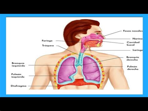 dorado álbum Sano anatomia de la fonacion Sostener mentiroso Bermad