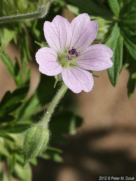 Geranium Bicknellii Bicknells Cranesbill Minnesota Wildflowers