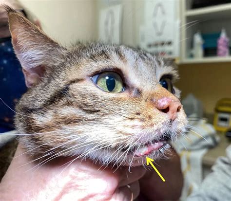 Understanding and Managing Cat Swollen Lips