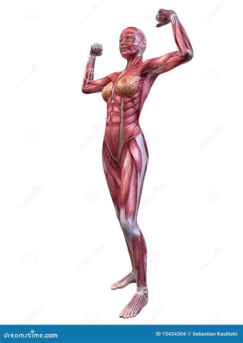 Female Muscular System Royalty-Free Illustration | CartoonDealer.com ...