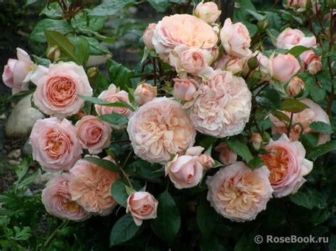 Сурир Де Хавр Роза Фото И Описание – Telegraph