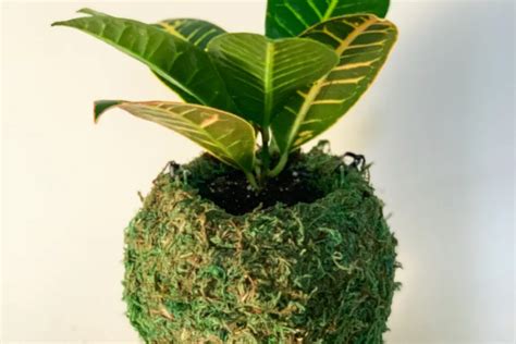 Houseplant Kokedama Diy Project Armstrong Garden Centers