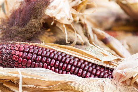 Habías probado el maíz morado Estos son sus increíbles beneficios