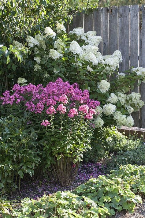 Phlox paniculata Eva Förster and License image 12192004 Image