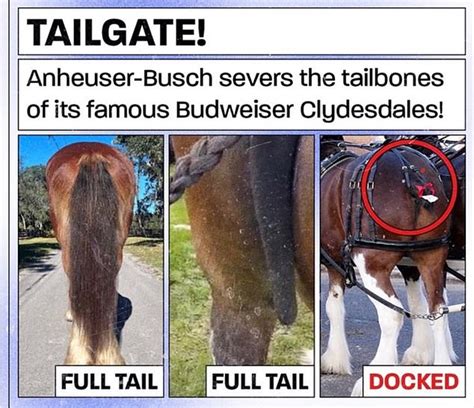 Budweiser S Iconic Super Bowl Clydesdales Mutilated By Beer King PETA