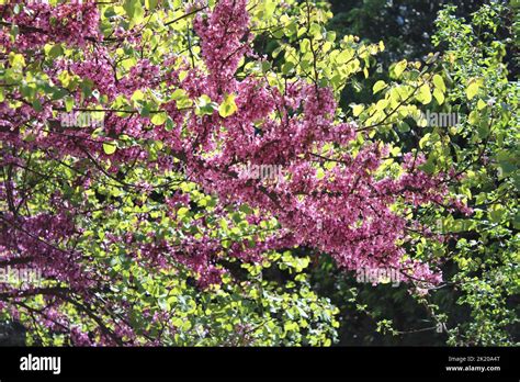 Mexican Redbud Hi Res Stock Photography And Images Alamy