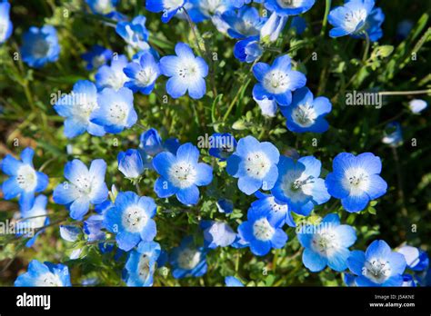 Nemophila Menziesii Baby Blue Eyes Hi Res Stock Photography Off