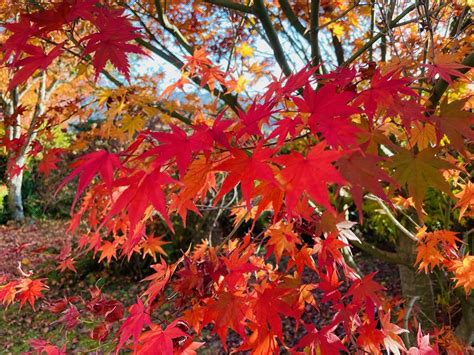 カエデ（楓） モミジ（紅葉）の育て方