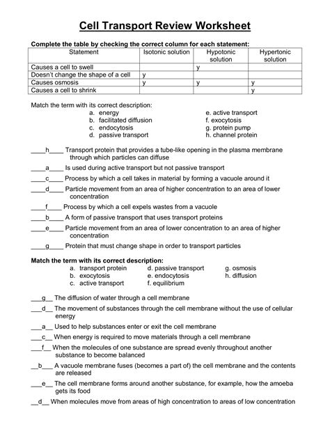 Cellular Transport Worksheet Answer Key