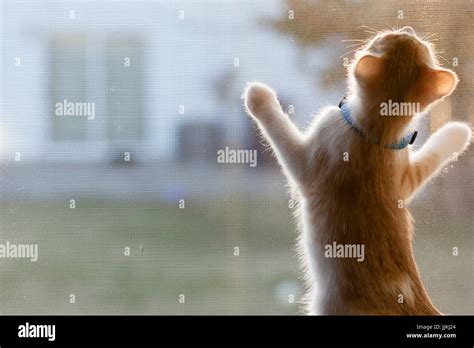 Cat Looking Through Window Hi Res Stock Photography And Images Alamy