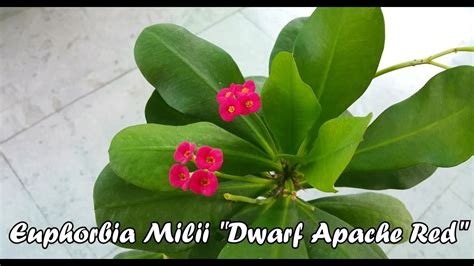 Euphorbia Milii Plant Dwarf Apache Red Care And Propagation यूफोरबिया मिली Crown Of Thorns