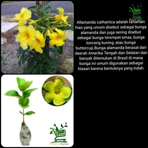 Jual Tanaman Hias Bunga Alamanda Kuning Bibit Pohon Rambat Allamanda