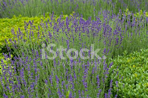 Decorative Gardens At Castles In The Valley Of Loire Stock Photo ...