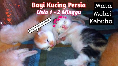 Kucing Persia Medium Umur 3 Bulan