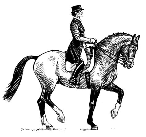 Dressage Horse Drawing at GetDrawings | Free download