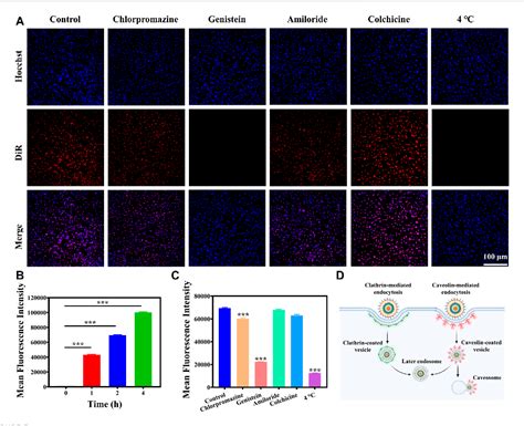 Figure From A Multifunctional Oxidative Stress Nanoamplifier With Ros