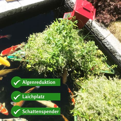 Kleine Pflanzeninsel Für Den Gartenteich Online Kaufen