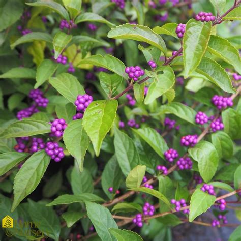 Callicarpa Dichotoma Early Amethyst Beautyberry From Home Nursery