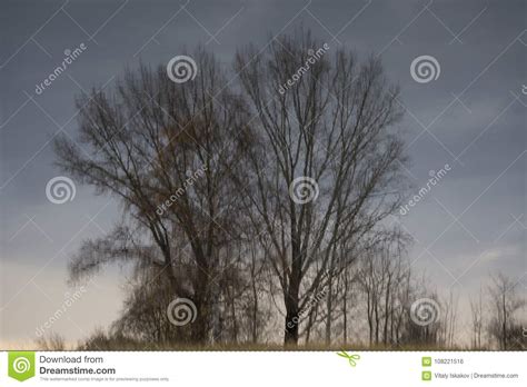 Arbre Mort De Silhouette Sans Lames Photos Libres De Droits Et