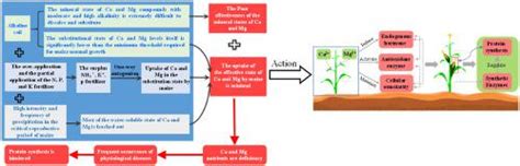 Ca And Mg Stimulate Protein Synthesis In Maize Kernel Through The