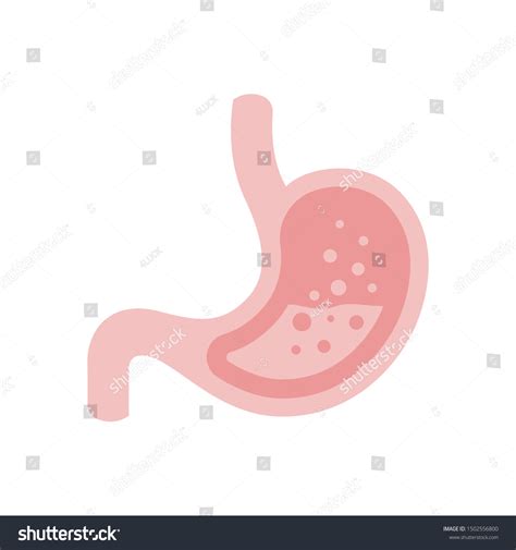 Stomach Digestion System Vector Illustration Stock Vector Royalty Free 1502556800 Shutterstock