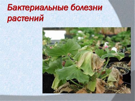 Роль бактерий в природе и жизни человека - презентация онлайн