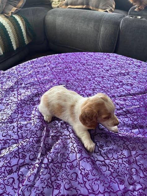 Dachshund Puppies For Sale In Pennsylvania