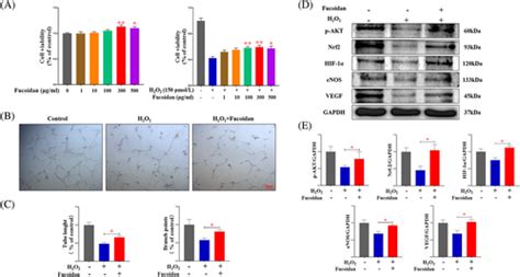 Fucoidan Promotes Angiogenesis And Accelerates Wound Healing Through