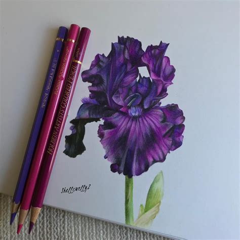 Art Colored Pencil Techniques Flowers Find Out How To Draw A Flower In Colored Pencil With