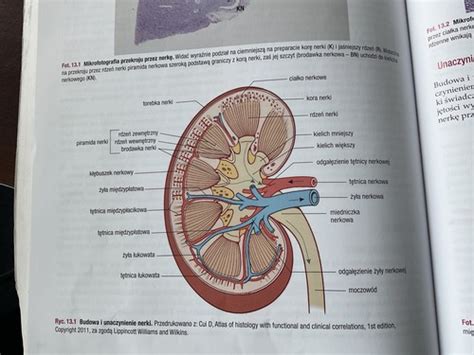 Fiszki Uk Ad Moczowy Histologia Quizlet