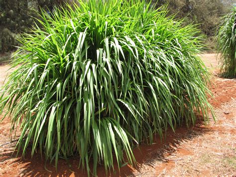 Napier Grass Diseases And Pests Description Uses Propagation