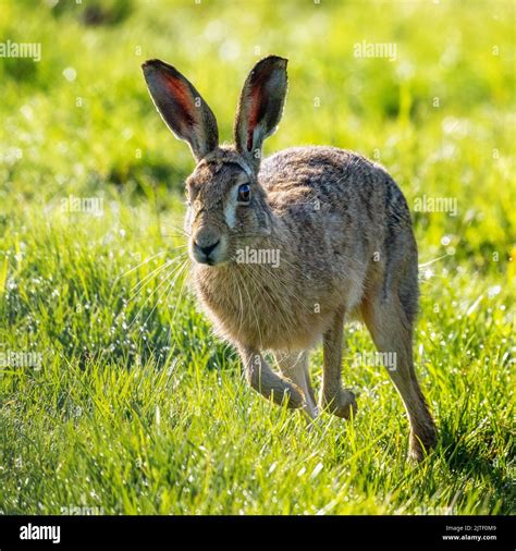 Close Up Of A Secretive Brown Hare Lepus Europaeus Running Towards