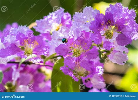 As Flores Cor De Rosa Bonitas Que Florescem Na Natureza Foto De Stock