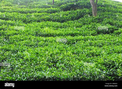 tea cultivation in south india Stock Photo - Alamy