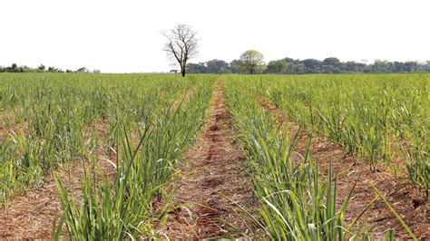 Micronutrientes ferramenta importante no manejo da cana de açúcar