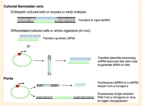 Short History Of Post Transcriptional Gene Silencing Online Presentation