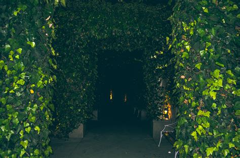 Free stock photo of garden, tunnel