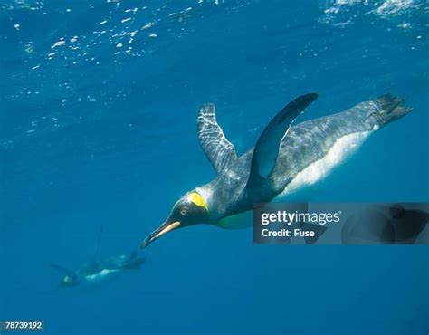 198 King Penguin Swim Stock Photos, High-Res Pictures, and Images ...