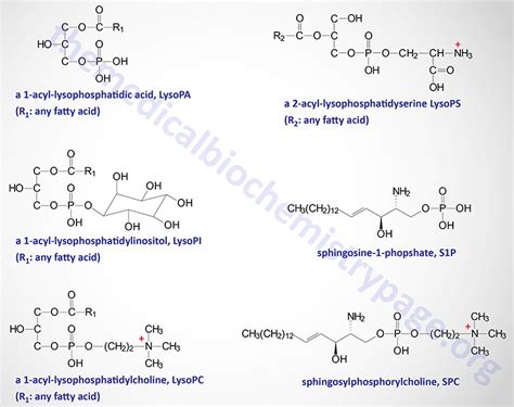 Emerging Medicinal Roles For Lysophospholipid Signaling Off