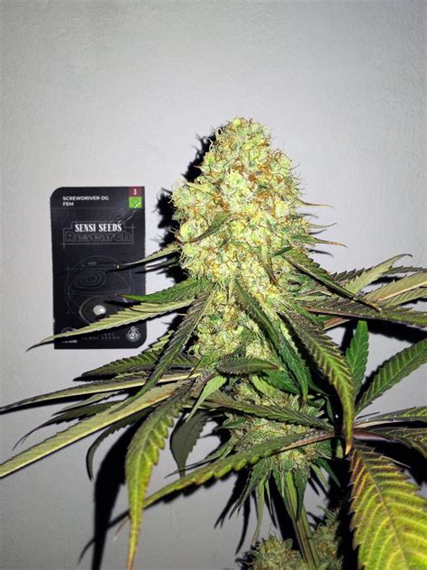 Screwdriver OG Sensi Seeds Cannabis Strain Info