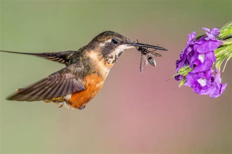 Do Hummingbirds Feed On Insects Extension Entomology