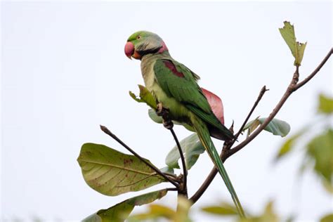 Royalty Free Alexandrine Parrot Pictures, Images and Stock Photos - iStock