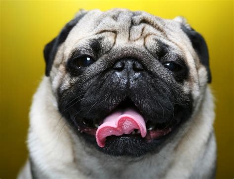 Premium Photo Cute Male Pug