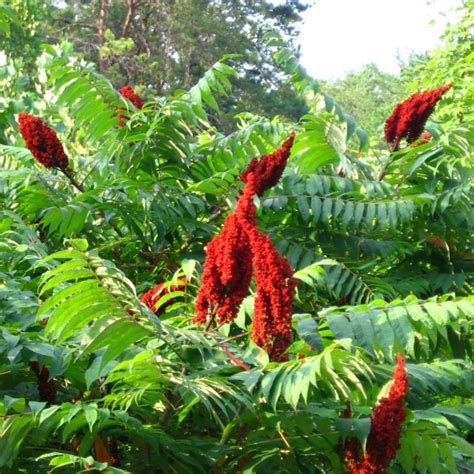 Buy Smooth Sumac Rhus Glabra 50 Seeds Online Seeds Hobbyseeds