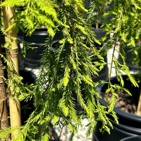 Taxodium Distichum Falling Waters Piedmont Carolina Nursery