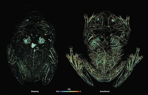 High Speed Photoacoustic Microscopy Captures Processes Within Tissue