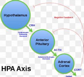 Hypothalamic–pituitary–adrenal Axis Adrenal Gland Psychological Stress ...