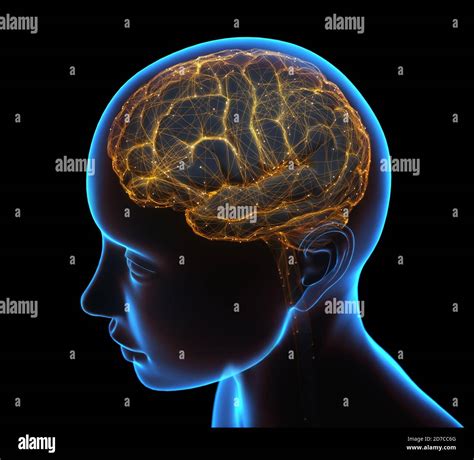 Rayos X De La Cabeza Y El Cerebro Humano En Concepto De Conexiones